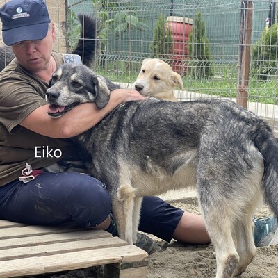 Eiko, geb. 2021, liebevoller Schmusebär sucht sein Zuhause, Mischling - Rüde