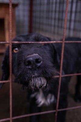 Ein Blick, der mehr sagt als Worte: Boris sucht seinen Menschen, Mischling - Rüde