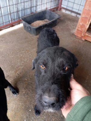 Ein Blick, der mehr sagt als Worte: Boris sucht seinen Menschen, Mischling - Rüde