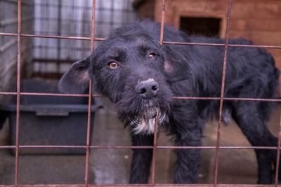 Ein Blick, der mehr sagt als Worte: Boris sucht seinen Menschen, Mischling - Rüde
