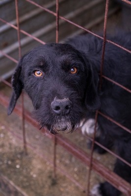 Ein Blick, der mehr sagt als Worte: Boris sucht seinen Menschen, Mischling - Rüde