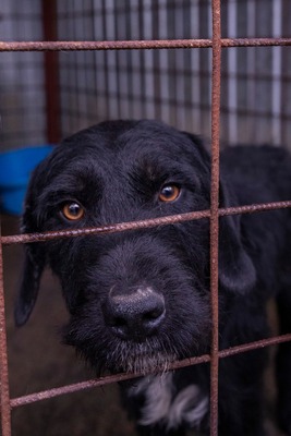 Ein Blick, der mehr sagt als Worte: Boris sucht seinen Menschen, Mischling - Rüde