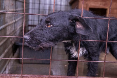 Ein Blick, der mehr sagt als Worte: Boris sucht seinen Menschen, Mischling - Rüde