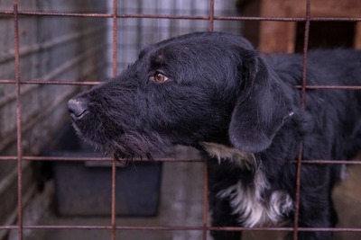 Ein Blick, der mehr sagt als Worte: Boris sucht seinen Menschen, Mischling - Rüde
