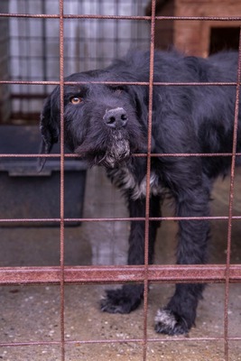Ein Blick, der mehr sagt als Worte: Boris sucht seinen Menschen, Mischling - Rüde