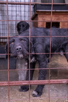 Ein Blick, der mehr sagt als Worte: Boris sucht seinen Menschen, Mischling - Rüde
