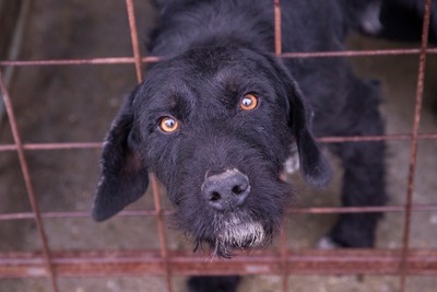 Ein Blick, der mehr sagt als Worte: Boris sucht seinen Menschen