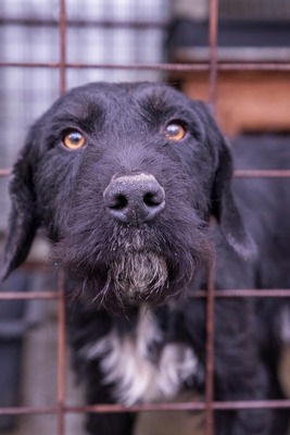 Ein Blick, der mehr sagt als Worte: Boris sucht seinen Menschen, Schnauzer - Mischling - Rüde