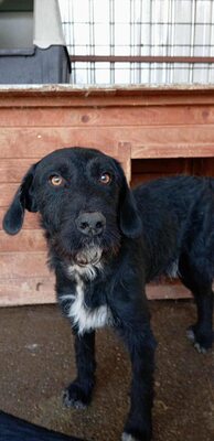 Ein Blick, der mehr sagt als Worte: Boris sucht seinen Menschen, Schnauzer - Mischling - Rüde