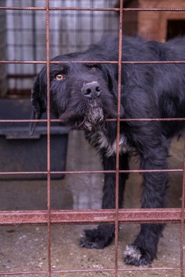 Ein Blick, der mehr sagt als Worte: Boris sucht seinen Menschen, Schnauzer - Mischling - Rüde