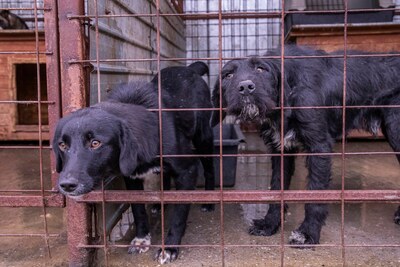 Ein Blick, der mehr sagt als Worte: Boris sucht seinen Menschen, Schnauzer - Mischling - Rüde
