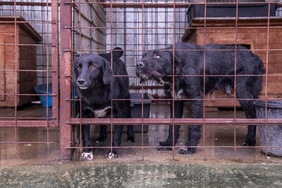 Ein Blick, der mehr sagt als Worte: Boris sucht seinen Menschen, Schnauzer - Mischling - Rüde