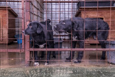 Ein Blick, der mehr sagt als Worte: Boris sucht seinen Menschen, Schnauzer - Mischling - Rüde