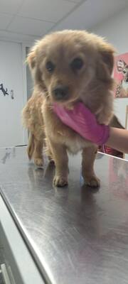 Ein Herz aus Gold sucht seinen sicheren Hafen: Das ist unsere Honey 🐾