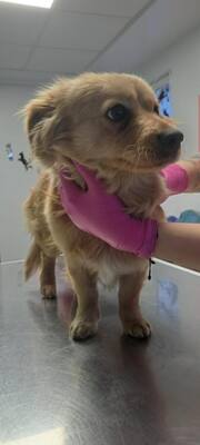 Ein Herz aus Gold sucht seinen sicheren Hafen: Das ist unsere Honey 🐾, Mischling - Hündin