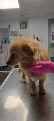 Ein Herz aus Gold sucht seinen sicheren Hafen: Das ist unsere Honey 🐾, Mischling - Hündin