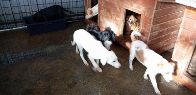 Ein kleiner alter Schatz sucht Geborgenheit - unser Hundeopi aus Rumänien, Mischling - Rüde