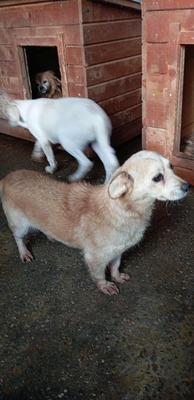 Ein kleiner alter Schatz sucht Geborgenheit - unser Hundeopi aus Rumänien, Mischling - Rüde