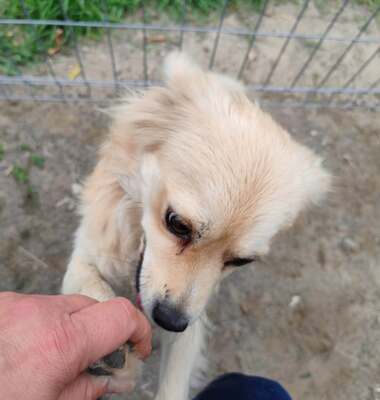 Ein kleines Hundemädchen, das auf der Straße gefunden wurde, Mischling - Hündin