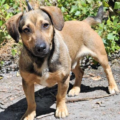 👌👌Eines sollte man über Scooby wissen, wenn er Sie in sein Herz schließt, wird er Sie für immer lieben🌼🌼, Dackel-Mix - Rüde