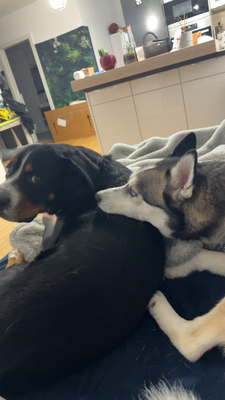 Einstein, Berner sennen/ großer Schweizer - Rüde