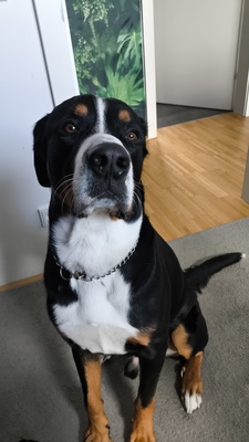Einstein, Berner sennen/ großer Schweizer - Rüde