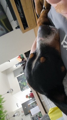 Einstein, Berner sennen/ großer Schweizer - Rüde
