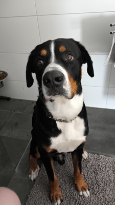 Einstein, Berner sennen/ großer Schweizer - Rüde