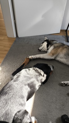 Einstein, Berner sennen/ großer Schweizer - Rüde