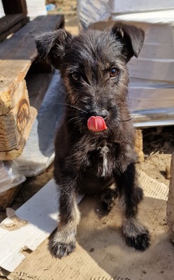 Einstein, Mix - Rüde