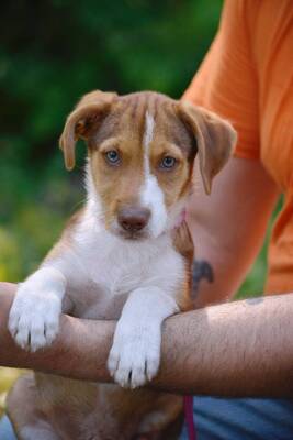 Einzigartiger Filip sucht seine Familie, Dackel-Mischling Welpen - Rüde