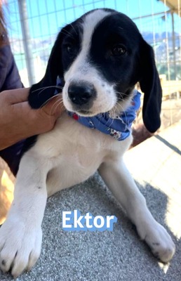 Ektor, Mischling Welpen - Rüde