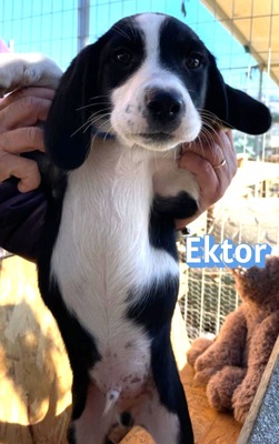 Ektor, Mischling Welpen - Rüde