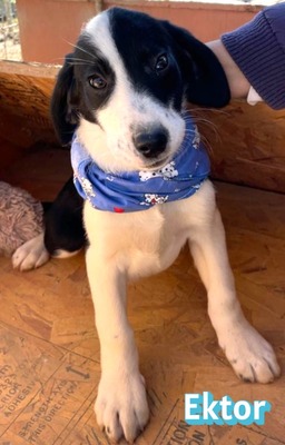 Ektor, Mischling Welpen - Rüde