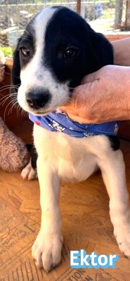 Ektor, Mischling Welpen - Rüde