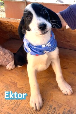 Ektor, Mischling Welpen - Rüde