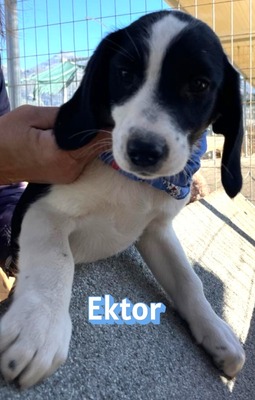 Ektor, Mischling Welpen - Rüde