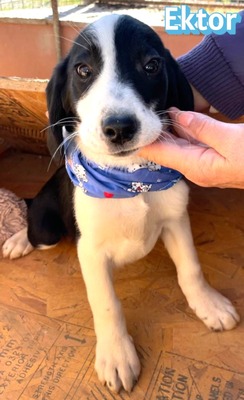 Ektor, Mischling Welpen - Rüde