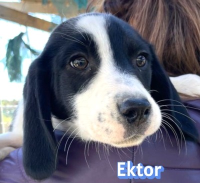 Ektor, Mischling Welpen - Rüde