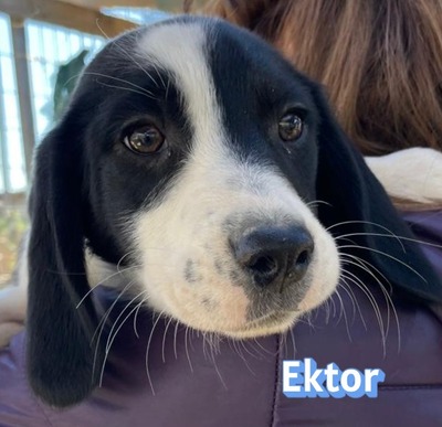 Ektor, Mischling Welpen - Rüde