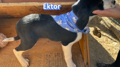 Ektor, Mischling Welpen - Rüde