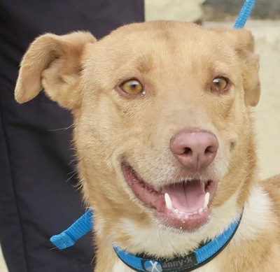 Ela, Labrador Mix - Hündin