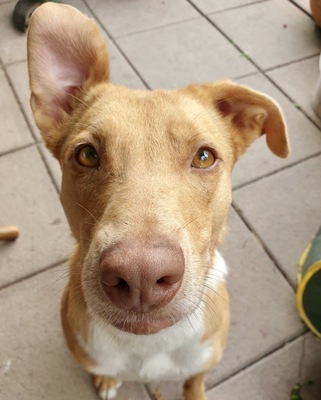 Ela, Labrador Podenco Mix - Hündin