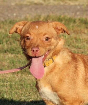 Elaro, Mischling Welpen - Rüde