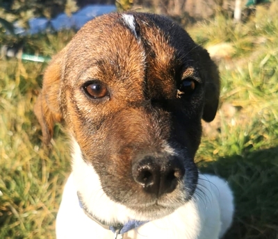 Eldorado sucht seine eigene Familie, Jackrussel-Terrier-Mischling Welpen - Hündin