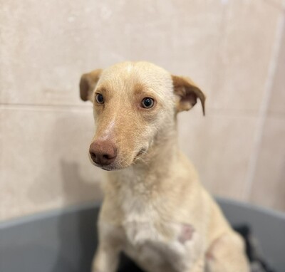Eleah, Mischling - Hündin