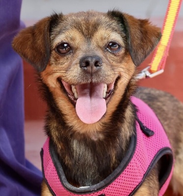 Electra, Chihuahua - Mix - Hündin