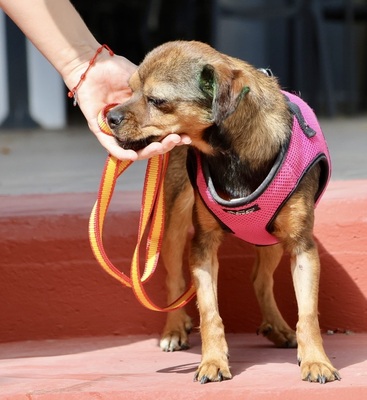 Electra, Chihuahua - Mix - Hündin