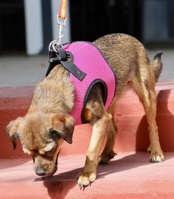 Electra, Chihuahua - Mix - Hündin