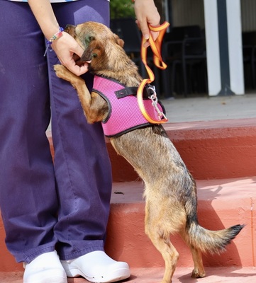Electra, Chihuahua - Mix - Hündin